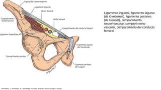 Ligamento inguinal, ligamento lagunar
(de Gimbernat), ligamento pectíneo
(de Cooper), compartimento
neuromuscular, compartimento
vascular, compartimento del conducto
femoral
Skandalakis, LJ, Skandalakis, JE y Skandalakis, PN (2009). Anatomía y técnica quirúrgica . Springer.
 