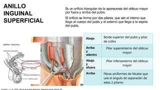 ANILLO
INGUINAL
SUPERFICIAL
Es un orificio triangular de la aponeurosis del oblicuo mayor
por fuera y arriba del pubis.
El orificio se forma por dos pilares, que son el interno que
llega al cuerpo del pubis y el externo que llega a la espina
del pubis.
Abajo Borde superior del pubis y pilar
de colles
Arriba
y
adentro
Pilar superointerno del oblicuo
mayor
Abajo
y
afuera
Pilar inferoexterno del oblicuo
mayor
Arriba Fibras arciformes de Nicaise que
une el ángulo de separación de
estos 2 pilares
González, J. C. M. (2023). Hernias de la pared abdominal: Tratamiento actual. Editorial Alfil.
 