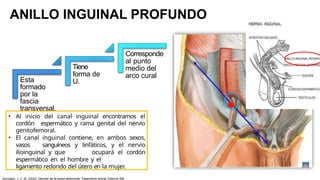 ANILLO INGUINAL PROFUNDO
Esta
formado
por la
fascia
transversal.
Tiene
forma de
U.
Corresponde
al punto
medio del
arco cural
• Al inicio del canal inguinal encontramos el
cordón espermático y rama genital del nervio
genitofemoral.
• El canal inguinal contiene, en ambos sexos,
vasos sanguíneos y linfáticos, y el nervio
ilioinguinal y que ocupará el cordón
espermático en el hombre y el
ligamento redondo del útero en la mujer.
González, J. C. M. (2023). Hernias de la pared abdominal: Tratamiento actual. Editorial Alfil.
 