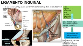 LIGAMENTO INGUINAL
Arco
inguinal
Arco crural
Arco
femoral
Ligamento
de Poupart
pasa desde la espina
iliaca antero-superior
hacia el tubérculo
púbico
Aponeurosis del
oblicuo externo y
fascia transversa.
Ligamento
inguinal
Es una banda fuerte y gruesa que forma la parte más baja de la pared abdominal
anterior.
Este ligamento está muy
implicado en la
constitución del canal
González, J. C. M. (2023). Hernias de la pared abdominal: Tratamiento actual. Editorial Alfil.
 