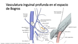 Vasculatura inguinal profunda en el espacio
de Bogros
Skandalakis, LJ, Skandalakis, JE y Skandalakis, PN (2009). Anatomía y técnica quirúrgica . Springer.
 