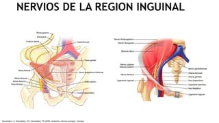 NERVIOS DE LA REGION INGUINAL
Skandalakis, LJ, Skandalakis, JE y Skandalakis, PN (2009). Anatomía y técnica quirúrgica . Springer.
 