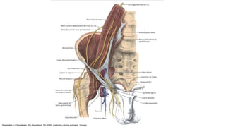 Skandalakis, LJ, Skandalakis, JE y Skandalakis, PN (2009). Anatomía y técnica quirúrgica . Springer.
 