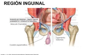 REGIÓN INGUINAL
González, J. C. M. (2023). Hernias de la pared abdominal: Tratamiento actual. Editorial Alfil.
 