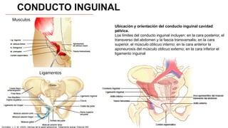 CONDUCTO INGUINAL
Ligamentos
Ubicación y orientación del conducto inguinal cavidad
pélvica.
Los límites del conducto inguinal incluyen: en la cara posterior, el
transverso del abdomen y la fascia transversalis; en la cara
superior, el músculo oblicuo interno; en la cara anterior la
aponeurosis del músculo oblicuo externo; en la cara inferior el
ligamento inguinal
Musculos
González, J. C. M. (2023). Hernias de la pared abdominal: Tratamiento actual. Editorial Alfil.
 