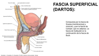 Compuesta por la fascia de
Scarpa (membranosa) y
músculo, y por la fascia de
Camper, que es adiposa. La
fascia de Gallaudet es la
continuación de la fascia de
Buck.
FASCIA SUPERFICIAL
(DARTOS):
Skandalakis, LJ, Skandalakis, JE y Skandalakis, PN (2009). Anatomía y técnica quirúrgica . Springer.
 