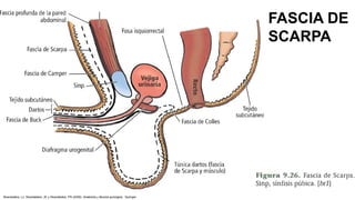 FASCIA DE
SCARPA
Skandalakis, LJ, Skandalakis, JE y Skandalakis, PN (2009). Anatomía y técnica quirúrgica . Springer.
 