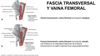 Fascia transversal y vaina femoral (concepción antigua).
Fascia transversal y vaina femoral (concepción actual),
con énfasis en la naturaleza bilaminar de la fascia
transversal en la región inguinal (muy esquemáticamente)
FASCIA TRANSVERSAL
Y VAINA FEMORAL
Skandalakis, LJ, Skandalakis, JE y Skandalakis, PN (2009). Anatomía y técnica quirúrgica . Springer.
 