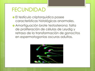 FECUNDIDAD
 Eltestículo criptorquidico posee
  características histológicas anormales.
 Amortiguación brote testosterona: falta
  de proliferación de células de Leydig y
  retraso de la transformación de gonocitos
  en espermatogonias oscuras adultas.
 