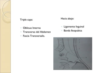 Triple capa:
◦ Oblicuo Interno
◦ Transverso del Abdomen
◦ Fascia Transversalis.
Hacia abajo:
◦ Ligamento Inguinal
◦ Banda Ileopubica
 