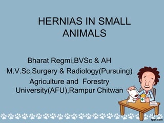 HERNIAS IN SMALL
ANIMALS
Bharat Regmi,BVSc & AH
M.V.Sc,Surgery & Radiology(Pursuing)
Agriculture and Forestry
University(AFU),Rampur Chitwan
1
 