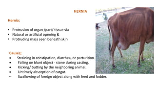 HERNIA
Hernia;
• Protrusion of organ /part/ tissue via
• Natural or artificial opening &
• Protruding mass seen beneath skin
Causes;
 Straining in constipation, diarrhea, or parturition.
 Falling on blunt object - stone during casting.
 Kicking/ butting by the neighboring animal.
 Untimely absorption of catgut.
• Swallowing of foreign object along with feed and fodder.
 