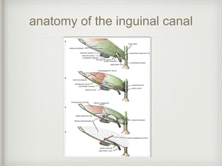 anatomy of the inguinal canal
 