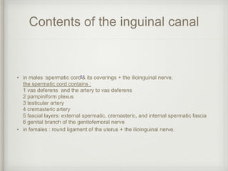 Contents of the inguinal canal
• in males :spermatic cord[& its coverings + the ilioinguinal nerve.
the spermatic cord contains :
1 vas deferens and the artery to vas deferens
2 pampiniform plexus
3 testicular artery
4 cremasteric artery
5 fascial layers: external spermatic, cremasteric, and internal spermatic fascia
6 genital branch of the genitofemoral nerve
• in females : round ligament of the uterus + the ilioinguinal nerve.
 