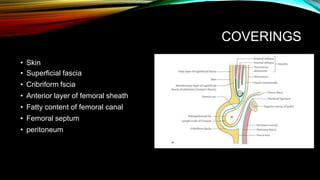 COVERINGS
• Skin
• Superficial fascia
• Cribriform fscia
• Anterior layer of femoral sheath
• Fatty content of femoral canal
• Femoral septum
• peritoneum
 