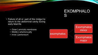 EXOMPHALO
S
• Failure of all or part of the midgut to
return to the abdominal cavity during
early fetal life
Exomphalos
minor
• Outer } amniotic membrane
• Middle } whartons jelly
• Inner } peritoneum exomphalos
Exomphalos
major
 