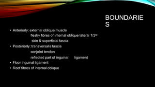 BOUNDARIE
S
• Anteriorly: external oblique muscle
fleshy fibres of internal oblique lateral 1/3rd
skin & superficial fascia
• Posteriorly: transversalis fascia
conjoint tendon
reflected part of inguinal
• Floor inguinal ligament
• Roof fibres of internal oblique
ligament
 