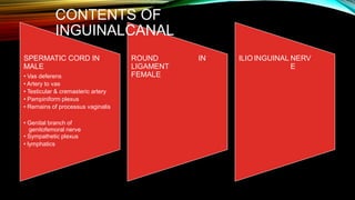 CONTENTS OF
INGUINALCANAL
SPERMATIC CORD IN
MALE
• Vas deferens
• Artery to vas
• Testicular & cremasteric artery
• Pampiniform plexus
• Remains of processus vaginalis
ROUND
LIGAMENT
FEMALE
IN ILIO INGUINAL NERV
E
• Genital branch of
genitofemoral nerve
• Sympathetic plexus
• lymphatics
 