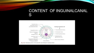 CONTENT
S
OF INGUINALCANAL
 