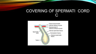 COVERING OF SPERMATI
C
CORD
 