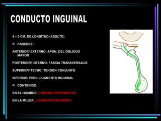 4 – 5 CM. DE LONGITUD (ADULTO)

  PAREDES:

ANTERIOR/ EXTERNO: APON. DEL OBLICUO
  MAYOR

POSTERIOR/ INTERNO: FASCIA TRANSVERSALIS

SUPERIOR/ TECHO: TENDÓN CONJUNTO

INFERIOR/ PISO: LIGAMENTO INGUINAL

  CONTENIDO:

EN EL HOMBRE: CORDÓN ESPERMÁTICO

EN LA MUJER: LIGAMENTO REDONDO
 