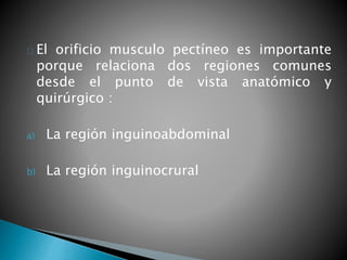 El orificio musculo pectíneo es importante 
porque relaciona dos regiones comunes 
desde el punto de vista anatómico y 
quirúrgico : 
a) La región inguinoabdominal 
b) La región inguinocrural 
 