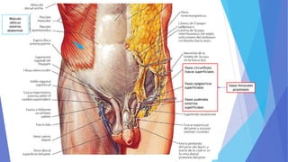 Vasos circunflejos
iliacos superficiales
Vasos epigástricos
superficiales
Vasos pudendos
externos
superficiales
Vasos femorales
proximales
Músculo
oblicuo
externo
abdominal
 
