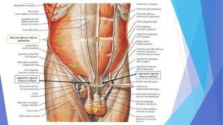 Músculo oblicuo interno
abdominal
Ligamento inguinal
externo (reflejo)
Ligamento inguinal
externo (reflejo)
 