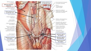 Músculo transverso
abdominal
Lámina anterior de
la vaina del recto
Lámina posterior de
la vaina del recto
Línea alba
Ligamento inguinal
(de Poupart)
Ligamento lagunar
(de Gimbernat)
Ligamento pectíneo
(de Cooper)
Ligamento pectíneo
(de Cooper)
 