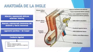 - 4 cm
- Superior a ligamento inguinal
- Contiene: conducto espermático y ligamento
redondo uterino
 