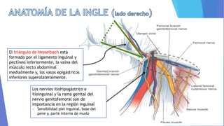 El triángulo de Hesselbach está
formado por el ligamento inguinal y
pectíneo inferiormente, la vaina del
músculo recto abdominal
medialmente y, los vasos epigástricos
inferiores superolateralmente.
Los nervios iliohipogástrico e
ilioinguinal y la rama genital del
nervio genitofemoral son de
importancia en la región inguinal
- Sensibilidad piel inguinal, base del
pene y, parte interna de muslo
 