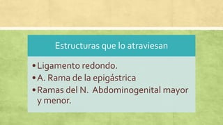 Estructuras que lo atraviesan
•Ligamento redondo.
•A. Rama de la epigástrica
•Ramas del N. Abdominogenital mayor
y menor.
 