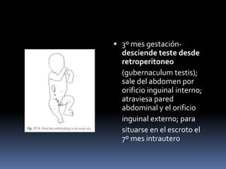  3º mes gestación-
desciende teste desde
retroperitoneo
(gubernaculum testis);
sale del abdomen por
orificio inguinal interno;
atraviesa pared
abdominal y el orificio
inguinal externo; para
situarse en el escroto el
7º mes intrautero
 