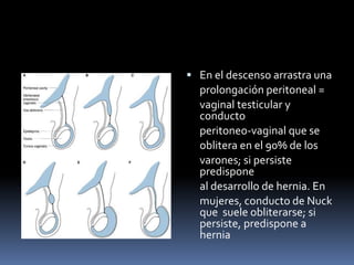  En el descenso arrastra una
prolongación peritoneal =
vaginal testicular y
conducto
peritoneo-vaginal que se
oblitera en el 90% de los
varones; si persiste
predispone
al desarrollo de hernia. En
mujeres, conducto de Nuck
que suele obliterarse; si
persiste, predispone a
hernia
 