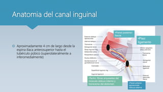 Anatomia del canal inguinal
 Aproximadamente 4 cm de largo desde la
espina ilíaca anterosuperior hasta el
tubérculo púbico (superolateralmente a
inferomedialmente)
•Pared anterior:
aponeurosis
oblicua externa
•Pared posterior:
fascia
transversal
•Techo: fibras arqueadas del
músculo oblicuo interno y
transverso del abdomen
•Piso:
ligamento
inguinal
 