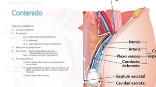 CORDON ESPERMATICO
 Conducto deferente
 Tres arterias:
 A. Espermática interna (testicular)
 A. deferente
 A. espermática externa (cremasteriana)
 Plexo venoso pampiniforme
 Tres nervios: Rama genital del genitocrural
Nervio abdomino genital menor
Fibras simpáticas del plexo hipogástrico
 Tres capas de fascia
 Fascia espermática externa: continuación de
innominada
 Capa cremasteriana interna: que se continua con
fibras musculares de oblicuo menor y fascia del
músculo
 Fascia espermática interna
 
