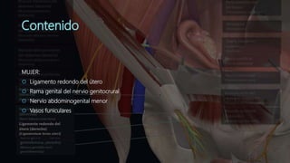 MUJER:
 Ligamento redondo del útero
 Rama genital del nervio genitocrural
 Nervio abdominogenital menor
 Vasos funiculares
 