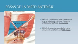 FOSAS DE LA PARED ANTERIOR
 LATERAL: Limitada en la parte medial por las
arterias epigástricas inferiores. Contiene el
anillo inguinal profundo. (H. I. indirecta)
 MEDIAL: Entre a arteria epigástrica inferior y
el ligamento umbilical medial (H. I. directa)
DIRECTA
INDIRECTA
 