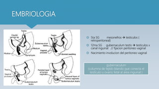 EMBRIOLOGIA
 5ta SG mesonefros  testiculos (
retroperitoneal)
 12ma SG gubernaculum testis  testiculos x
canal inguinal // fijacion peritoneo vaginal
 Nacimiento involucion del peritoneo vaginal
gubernaculum
(columna de tejido blando que conecta el
testículo u ovario fetal al área inguinal )
 