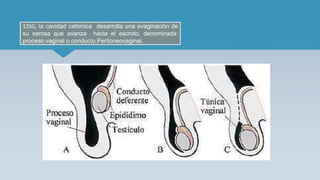 12SG, la cavidad celómica desarrolla una evaginación de
su serosa que avanza hacia el escroto, denominada:
proceso vaginal o conducto Peritoneovaginal.
 