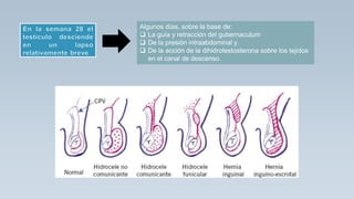 Algunos días, sobre la base de:
 La guía y retracción del gubernaculum
 De la presión intraabdominal y
 De la acción de la dihidrotestosterona sobre los tejidos
en el canal de descenso.
 