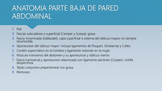 ANATOMIA PARTE BAJA DE PARED
ABDOMINAL
1. Piel
2. Fascias subcutánea o superficial (Camper y Scarpa): grasa
3. Fascia innominada (Gallaudet): capa superficial o externa del oblicuo mayor, no siempre
reconocible.
4. Aponeurosis del oblicuo mayor: incluye ligamentos de Poupart, Gimbernat y Colles.
5. Cordón espermático en el hombre y ligamento redondo en la mujer.
6. Músculo transverso del abdomen y su aponeurosis y oblicuo menor.
7. Fascia transversal y aponeurosis relacionada con ligamento pectíneo (Cooper), cintilla
ileopectínea.
8. Tejido conjuntivo preperitoneal con grasa
9. Peritoneo
 