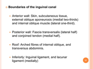  Boundaries of the inguinal canal
 Anterior wall: Skin, subcutaneous tissue,
external oblique aponeurosis (medial two-th...