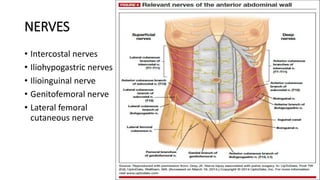 NERVES
• Intercostal nerves
• Iliohypogastric nerves
• Ilioinguinal nerve
• Genitofemoral nerve
• Lateral femoral
cutaneous nerve
 