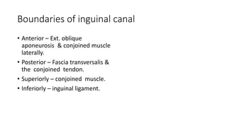 Boundaries of inguinal canal
• Anterior – Ext. oblique
aponeurosis & conjoined muscle
laterally.
• Posterior – Fascia transversalis &
the conjoined tendon.
• Superiorly – conjoined muscle.
• Inferiorly – inguinal ligament.
 