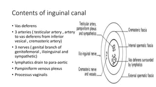 Contents of inguinal canal
• Vas deferens
• 3 arteries ( testicular artery , artery
to vas deferens from inferior
vesical , cremasteric artery)
• 3 nerves ( genital branch of
genitofemoral , ilioinguinal and
sympathetic)
• lymphatics drain to para-aortic
• Pampiniform venous plexus
• Processus vaginalis
 