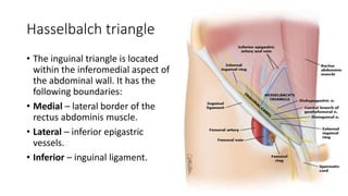Hasselbalch triangle
• The inguinal triangle is located
within the inferomedial aspect of
the abdominal wall. It has the
following boundaries:
• Medial – lateral border of the
rectus abdominis muscle.
• Lateral – inferior epigastric
vessels.
• Inferior – inguinal ligament.
 