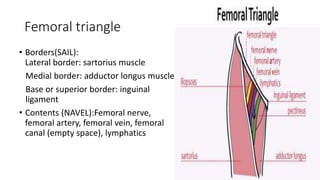 Femoral triangle
• Borders(SAIL):
Lateral border: sartorius muscle
Medial border: adductor longus muscle
Base or superior border: inguinal
ligament
• Contents (NAVEL):Femoral nerve,
femoral artery, femoral vein, femoral
canal (empty space), lymphatics
 