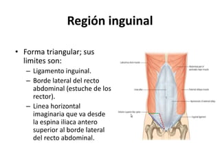 Región inguinal
• Forma triangular; sus
limites son:
– Ligamento inguinal.
– Borde lateral del recto
abdominal (estuche de los
rector).
– Linea horizontal
imaginaria que va desde
la espina iliaca antero
superior al borde lateral
del recto abdominal.
 