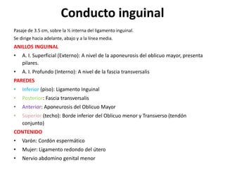Conducto inguinal
Pasaje de 3.5 cm, sobre la ½ interna del ligamento inguinal.
Se dirige hacia adelante, abajo y a la línea media.
ANILLOS INGUINAL
• A. I. Superficial (Externo): A nivel de la aponeurosis del oblicuo mayor, presenta
pilares.
• A. I. Profundo (Interno): A nivel de la fascia transversalis
PAREDES
• Inferior (piso): Ligamento Inguinal
• Posterior: Fascia transversalis
• Anterior: Aponeurosis del Oblicuo Mayor
• Superior (techo): Borde inferior del Oblicuo menor y Transverso (tendón
conjunto)
CONTENIDO
• Varón: Cordón espermático
• Mujer: Ligamento redondo del útero
• Nervio abdomino genital menor
 